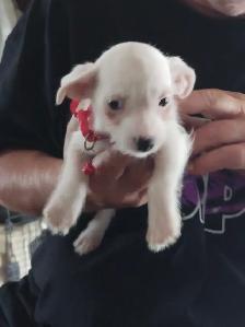 Jack Russell x Chihuahua (Jack-Chi's) - Photo 5
