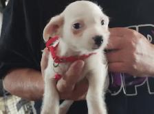 Jack Russell x Chihuahua (Jack-Chi's) - Photo 6