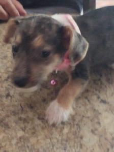 Jack Russell x Chihuahua (Jack-Chi's) - Photo 7