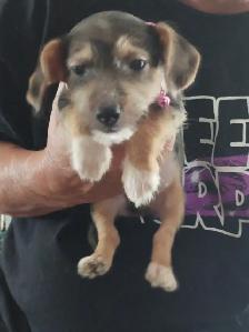 Jack Russell x Chihuahua (Jack-Chi's) - Photo 8