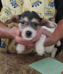 Jack Russell x Chihuahua (Jack-Chi's) - Photo 9