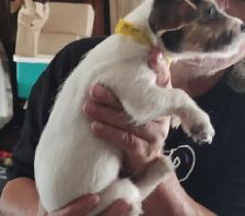 Jack Russell x Chihuahua (Jack-Chi's) - Photo 10