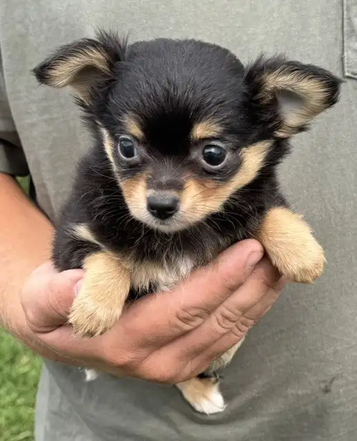 Chihuahua Puppies