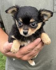 Chihuahua Puppies