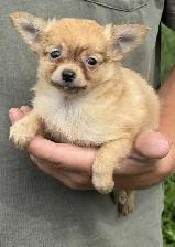 Chihuahua Puppies - Photo 2