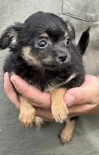 Chihuahua Puppies - Photo 3