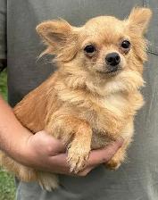 Chihuahua Puppies - Photo 4