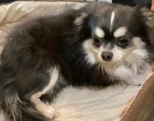 Chihuahua Puppies - Photo 5