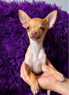 Sweetest Male chihuahua available !