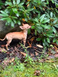 Sweetest Male chihuahua available ! - Photo 2