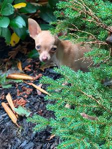 Sweetest Male chihuahua available ! - Photo 3