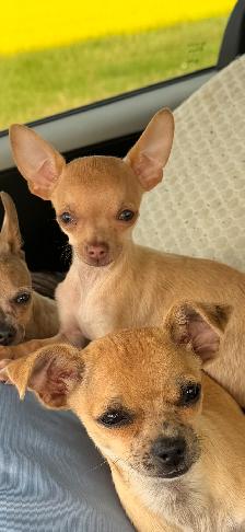 Sweetest Male chihuahua available ! - Photo 4