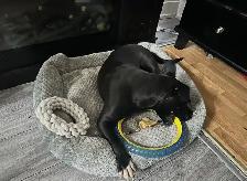 ❤️REHOME ASAP❤️ - Photo 8