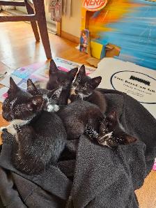 Kittens