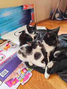 Kittens - Photo 2