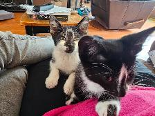 Kittens - Photo 3