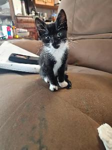 Kittens - Photo 4