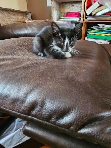 Kittens - Photo 5