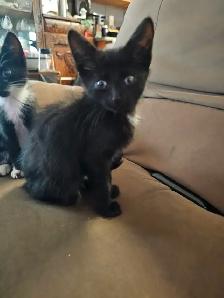 Kittens - Photo 6
