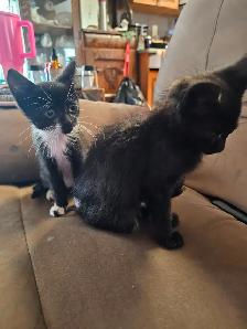 Kittens - Photo 7
