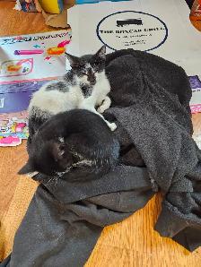 Kittens - Photo 8