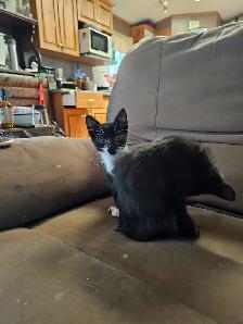 Kittens - Photo 9