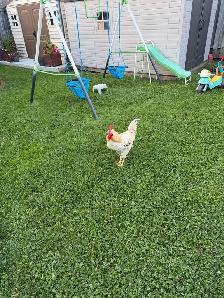 Young Rooster