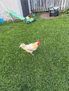 Young Rooster - Photo 2