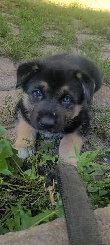 GERMAN SHEPHERD / HUSKY