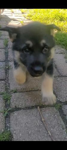 GERMAN SHEPHERD / HUSKY - Photo 2
