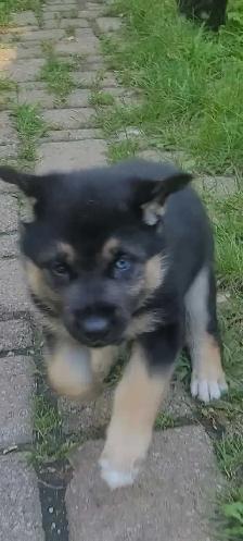 GERMAN SHEPHERD / HUSKY - Photo 3