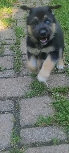 GERMAN SHEPHERD / HUSKY - Photo 4