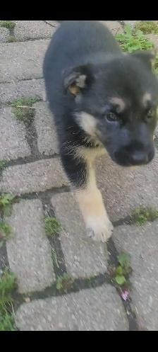 GERMAN SHEPHERD / HUSKY - Photo 5
