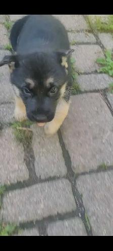 GERMAN SHEPHERD / HUSKY - Photo 6