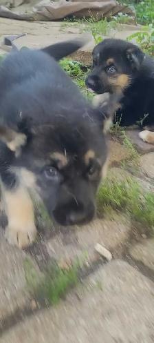 GERMAN SHEPHERD / HUSKY - Photo 7