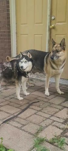 GERMAN SHEPHERD / HUSKY - Photo 8