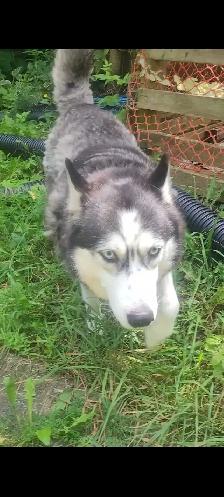 GERMAN SHEPHERD / HUSKY - Photo 9