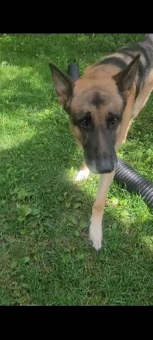 GERMAN SHEPHERD / HUSKY - Photo 10
