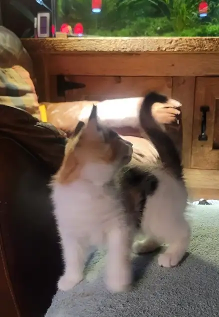 kittens for sale