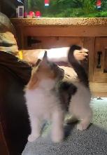 kittens for sale