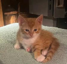 kittens for sale - Photo 2