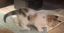 kittens for sale - Photo 3