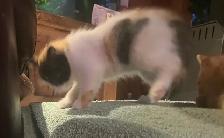 kittens for sale - Photo 4