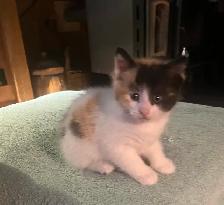 kittens for sale - Photo 5