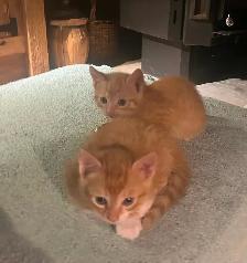 kittens for sale - Photo 6