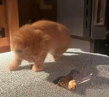kittens for sale - Photo 8
