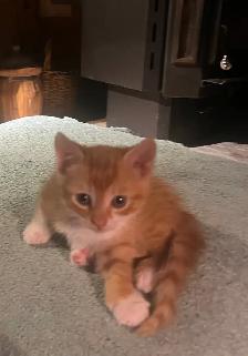 kittens for sale - Photo 9