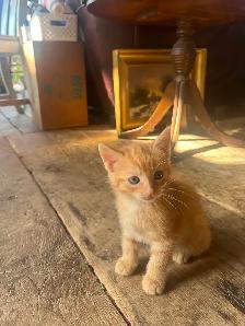 kittens for sale - Photo 10