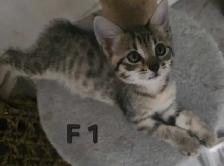 CHATONS FEMELLES SAVANNAH HIGHLANDER  514-501-9810