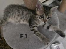 CHATONS FEMELLES SAVANNAH HIGHLANDER  514-501-9810 - Photo 2